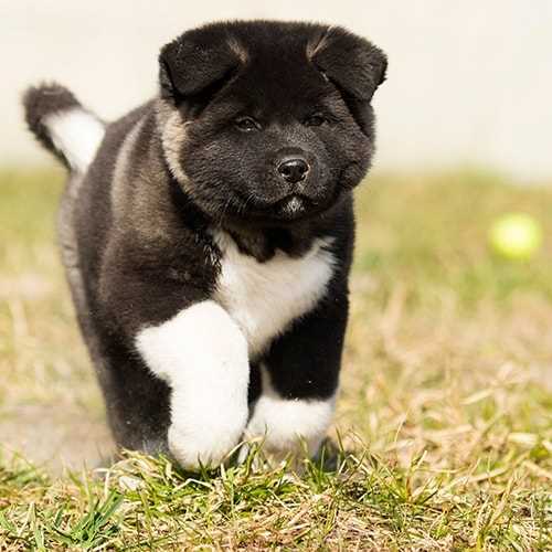 Akita Puppies for Sale In Hyderabad
